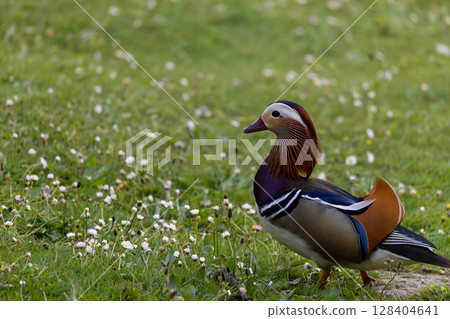Mandarin Duck on Grass Field 128404641