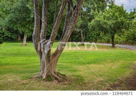 Yodogawa River Park, Settsu City 128404671