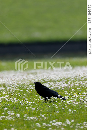 Black Bird on Flowered Meadow Black Bird on Flowered Meadow 128404672