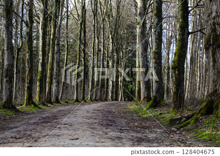 Serene Forest Pathway Lined with Tall Moss-Covered Trees in Early Spring Serene Forest Pathway Lined with Tall Moss-Covered Trees in Early Spring 128404675