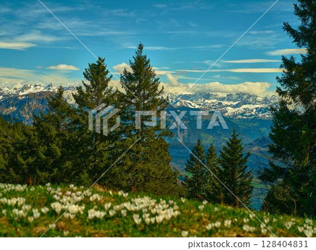 Majestic mountain landscape with pine trees and blooming flowers in springtime vista Majestic mountain landscape with pine trees and blooming flowers in springtime vista 128404831