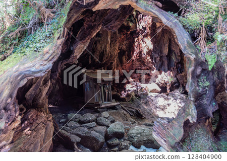 Wilson Stump: Giant Yakusugi stump and shrine on Yakushima Island (February) Wilson Stump: Giant Yakusugi stump and shrine on Yakushima Island (February) 128404900
