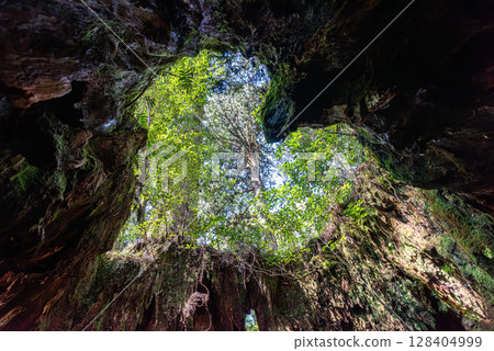 威爾森‧史坦普‧哈特 屋久島 屋久杉 史坦普（一月） 128404999