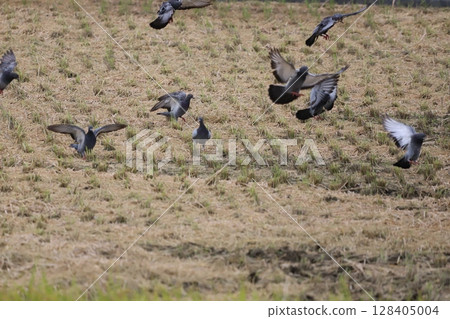 Pigeons gather to eat food in a rice field 128405004