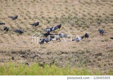 Pigeons feeding in the rice fields Pigeons feeding in the rice fields 128405005
