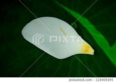 A beautiful lotus flower A beautiful lotus flower 128405045