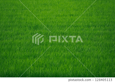 Paddy field Paddy field 128405113