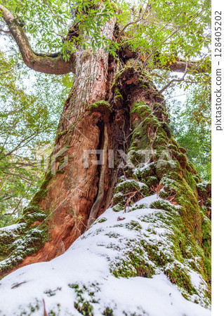 屋久島白谷雲水峽七株屋久杉（2月） 128405202