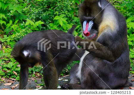mandrill animal monkey 128405213