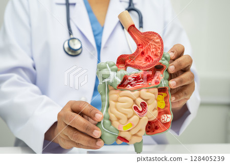 Digestive system with stomach and intestine, Asian doctor holding human anatomy model for study diagnosis and treatment in hospital. 128405239