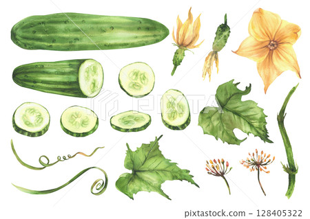 Cucumber plant set hand painted in watercolor Green vegetables whole and slices circles, yellow flower, leaves, tendril and buds on vine. Clipart for farming, gardening design. Isolated illustration 128405322