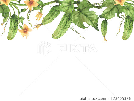 Cucumber hanging on vine watercolor frame with flowers, leaves buds and tendril. Organic farming and vegetable cultivation crop template for label, card Hand drawn watercolor Isolated from background 128405326