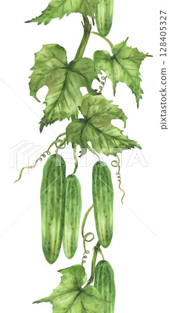 Cucumbers growing watercolor seamless border. Hand painted realistic vegetable plant illustration. Green leaf, curling tendril hanging on vine for packaging of farm products Isolated from background Cucumbers growing watercolor seamless border. Hand painted realistic vegetable plant illustration. Green leaf, curling tendril hanging on vine for packaging of farm products Isolated from background 128405327
