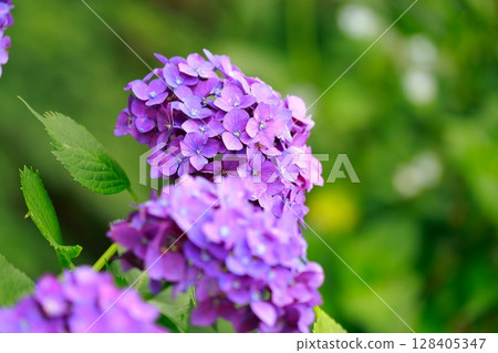 Hydrangea hydrangea 128405347