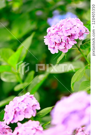 繡球花繡球花 128405350