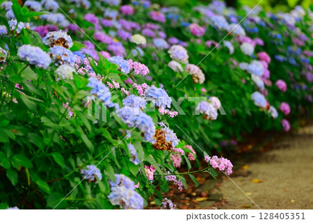 Hydrangea hydrangea Hydrangea hydrangea 128405351