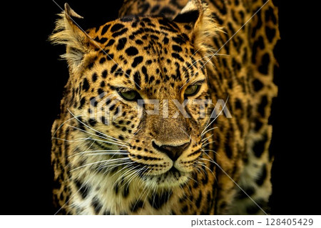 遠東豹的外觀 128405429