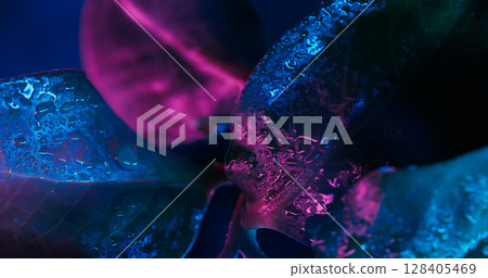 Raindrop leaves. Natural plant. Defocused purple blue fluorescent color neon vapor liquid on abstract dark black environmental background. 128405469