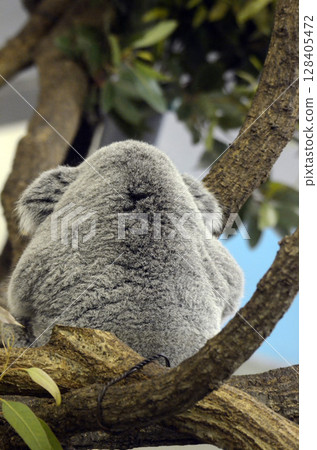 Koala Koala 128405472