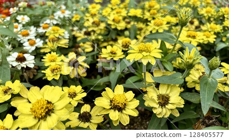 一片可愛的黃色黃花海棠花田 128405577