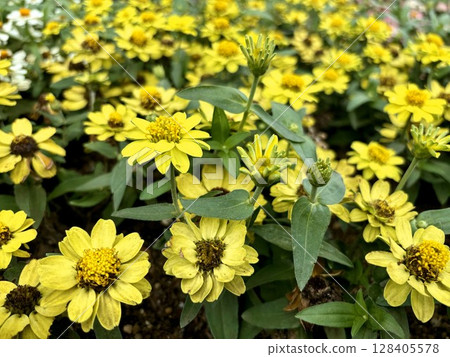 Yellow Melampodium flowers blooming in the garden. Yellow Melampodium flowers blooming in the garden. 128405578