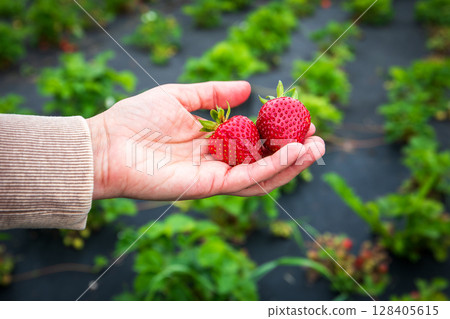 Hand Holding Freshly Picked Strawberries in Organic Farm Field Hand Holding Freshly Picked Strawberries in Organic Farm Field 128405615