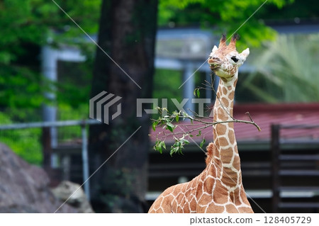 麒麟 128405729