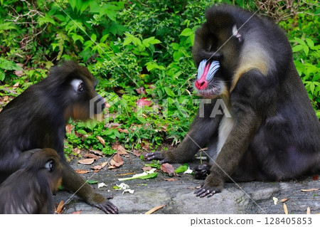 mandrill animal monkey 128405853