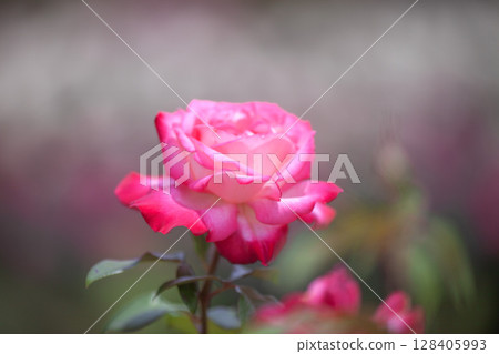 rose rose 128405993