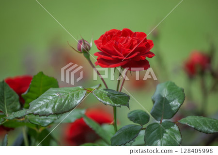 rose	 128405998