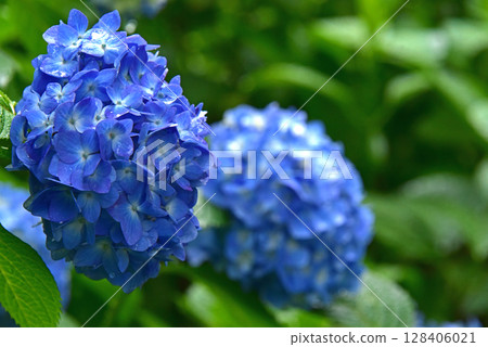 繡球花 繡球花 128406021