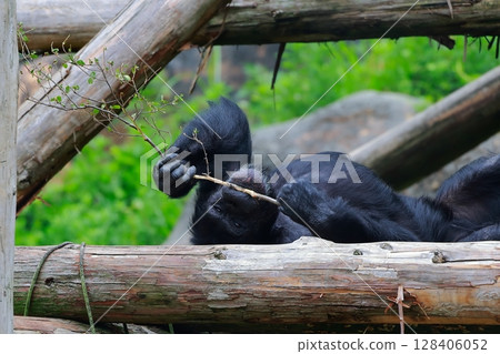 大猩猩野一動物園 128406052