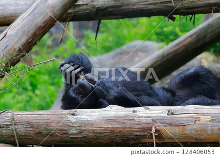 Gorilla Noichi Zoo Gorilla Noichi Zoo 128406053