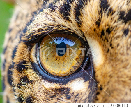 Sharp leopard eyes close-up Sharp leopard eyes close-up 128406113