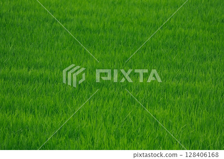 Paddy field Paddy field 128406168