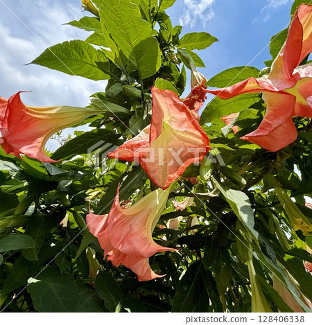 Pale red and pink brugmansia Pale red and pink brugmansia 128406338