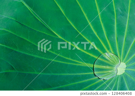 Lotus leaf background texture. Variations in angle and texture. 128406408