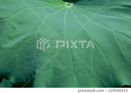 Lotus leaf background texture. Variations in angle and texture. 128406415