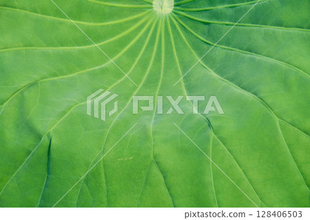 Lotus leaf background texture. Variations in angle and texture. Lotus leaf background texture. Variations in angle and texture. 128406503