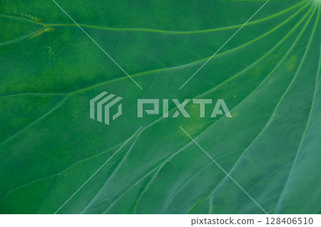 Lotus leaf background texture. Variations in angle and texture. Lotus leaf background texture. Variations in angle and texture. 128406510