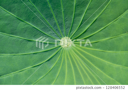 Lotus leaf background texture. Variations in angle and texture. 128406552