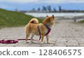 Adorable red Shiba Inu dog happily walking on lush green gras 128406575