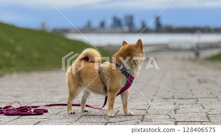 Adorable red Shiba Inu dog happily walking on lush green gras 128406575