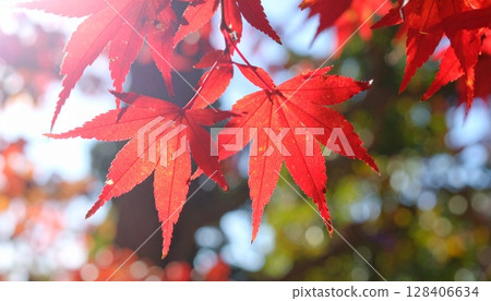 火紅：鮮豔的日本楓樹（momiji）特寫 128406634