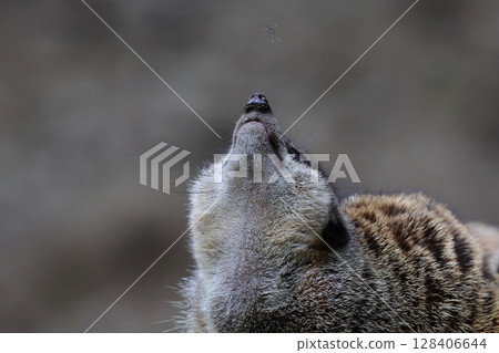 狐獴 128406644