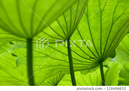 美麗的荷葉背景紋理在光線下閃閃發光。角度和紋理的變化 美麗的荷葉背景紋理在光線下閃閃發光。角度和紋理的變化 128406652