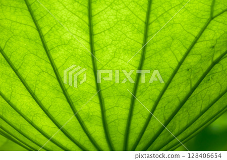A beautiful lotus leaf background texture that shines through the light. Variations in angle and texture A beautiful lotus leaf background texture that shines through the light. Variations in angle and texture 128406654