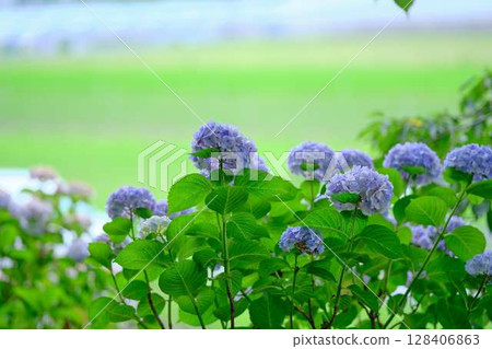 Hydrangea hydrangea Hydrangea hydrangea 128406863