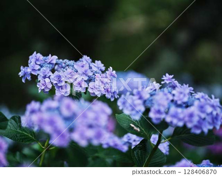 Hydrangea hydrangea Hydrangea hydrangea 128406870