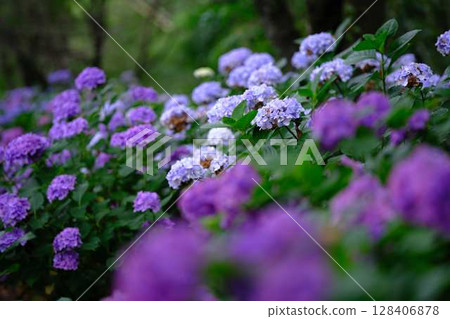 繡球花繡球花 128406878